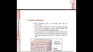 Epithelium Revision 1 [upl. by Berliner]