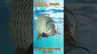 তিনটি মাছের গল্প 3 l Bangla Fairy tales l Shorts l Shorts Video l বড় মাছ পুকুর ছেড়ে চলে গেল [upl. by Grantland]