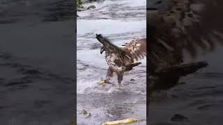 The eagle 🦅 catching the fish 🐠  shorts eagle fish fishing viralshorts nature amazing [upl. by Aicileb]