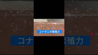 コナダニに汚染されたレンジ [upl. by Kcim]