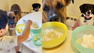 Ice Cream for Dogs  Cooking with a 2 year old  Vlog [upl. by Aihtniroc]