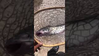 BEAUTIFUL CATFISH AT TINGLEY BEACH fishingadventures adventure fishingtours viralshorts fyp [upl. by Lubin]