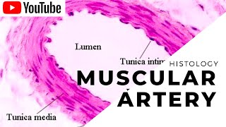 MUSCULAR ARTERY  HISTOLOGY  ANATOMY  IB SINGH  AMAN SUDHANSHU  TNMC [upl. by Eisenstark]