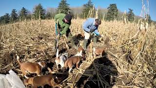 South Wales Rat Pack Ratting the Cover crops Part 2 [upl. by Nyliak]