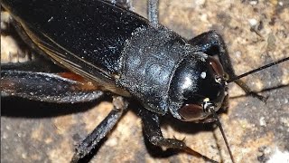 Sonido de GrilloSonido de Grillos en Noche Silenciosa🦗🌎 [upl. by Naud]