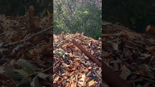 Can a woodpile this size start on fire Or is it just steam from the recent rain woodchips [upl. by Acimehs400]