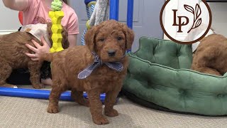 Meet Little Anns F1 Standard Goldendoodle Puppies [upl. by Sairahcaz]