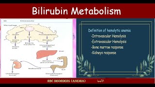 Lecture 211 Bilirubin Metabolism [upl. by France]