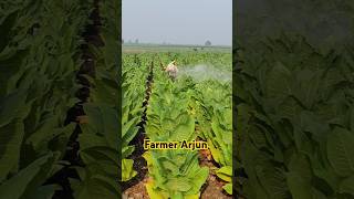 Second spray for tobacco plants spray fertilizer for tobacco field synzenta tobacco farmerarjun [upl. by Hilaria447]