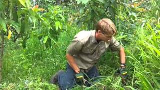 Permaculture Tools Small Serrated Sickle similar to a rice knife [upl. by Edualcnaej]