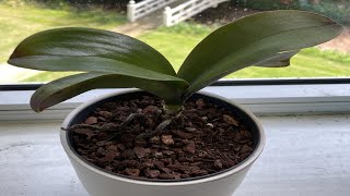 Phalaenopsis orchidee verpotten en verzorgen repotting and care orchids [upl. by Wells4]