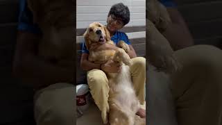 Tere Bin Sun Soniyetrendingshorts shortvideo youtubeshorts viralshorts golden retriever [upl. by Nolyad]