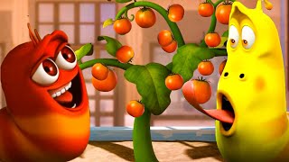 Larva harvests tomatoes 🦗 Larva Island🌷Larva Terbaru 2022🌴 Cartoon Box 🍉Larva Tuba Show [upl. by Gerti]