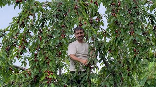 HARVESTING OXHEART AND WHITE CHERRY FROM THE GARDEN GRANDMA COOKING CHERRY JAM AND COMPOTE [upl. by Shing]