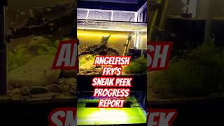 Angelfish progress report angelfishtank breedingfish freshwaterfish [upl. by Aehsrop]