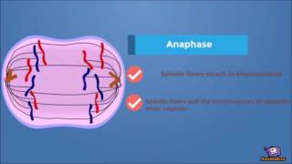 Mitotic Cell Cycle  Animated [upl. by Strang]