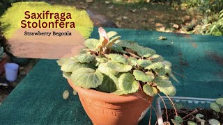 Saxifraga Stolonfera  Strawberry Begonia Propagation of the plantlets and by Plant Division [upl. by Ollie]