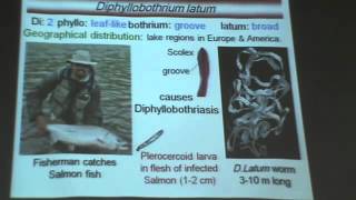 Dr Azza Helminths 5 Diphyllobothrium Latum YouTube [upl. by Aja649]