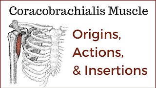 Coracobrachialis Muscle Origin Insertion and Actions [upl. by Kenlay]