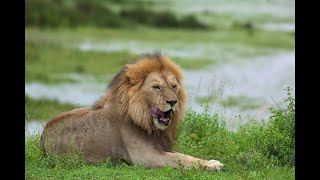 TARANGIRA NATIONAL PARK TANZANIA [upl. by Dodd432]