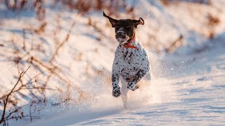 Learn About the German Wirehaired Pointer History Characteristics and Variations [upl. by Aicinod265]