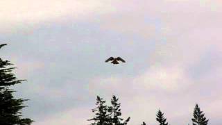 American Kestrel hovering [upl. by Mallin]