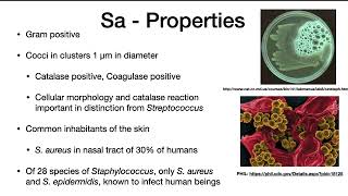 Staphylococcus aureus [upl. by Yorke]