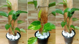 The idea of planting two varieties of PothosMoney plant in one planter [upl. by Black256]