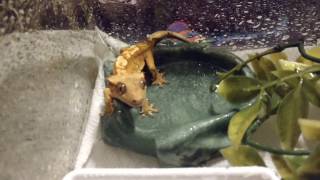 Feeding mealworms to baby crested gecko [upl. by Ferneau797]