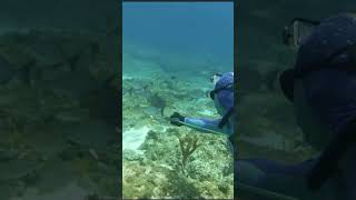 Spearfishing with High Tech New Sling The Best Way to Get Seafood catchingfish DiscovermyAfrica [upl. by Dora998]