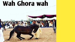 The Craziest Horse Dance Videos  ghora dance [upl. by Aizatsana660]