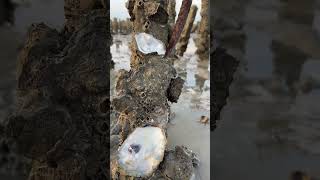 My Uncle Yule goes to sea Oysters New Farmers Plan 2023 Haili [upl. by Kala]