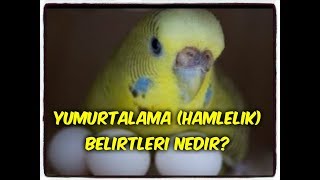 DİŞİ MUHABBET KUŞU HAMİLELİK YUMURTLAMA BELİRTİLERİ NEDİR [upl. by Sirahc278]