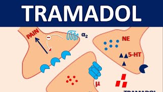 Tramadol HCl 50 mg  Uses dose amp side effects [upl. by Sanjiv601]