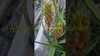 Aloevera inflorescence short aloevera viral plant medicinalplant inflorescence botany [upl. by Theone]