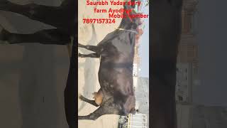 Saurabh Yadav dairy farm Ayodhya [upl. by Tnattirb]