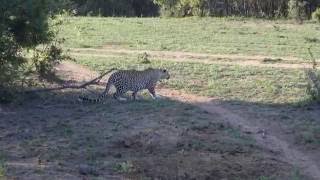 Greater Kruger Leopard kills Warthog [upl. by Ekard]