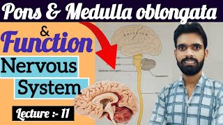 Definition amp function of pons and medulla oblongata ॥ Anatomy amp physiology ॥ Nervous system in hindi [upl. by Lash]