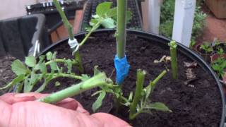 Grafting Tomatos to Potatos [upl. by Eylrac]