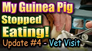 My Guinea Pig Stopped Eating  Update 4  Vet Visit [upl. by Enoid]