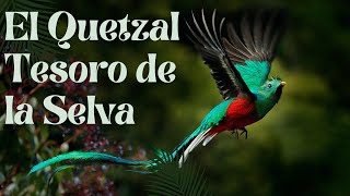 El Quetzal Resplandeciente Joya de la Selva [upl. by Monarski]