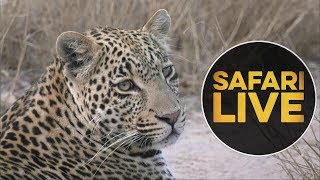 safariLIVE  Sunset Safari  July 14 2018 [upl. by Lellih]