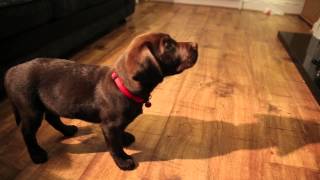 Labrador Puppy Training 10 Weeks Old Ben The Chocolate Labrador [upl. by Ycat]