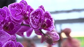 🌸 Orchideen Pflege Leicht Gemacht Expertentipps fürs Pflegen Gießen und Schneiden🌱 [upl. by Otsirave300]