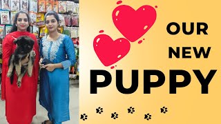 New Puppy Shopping vlogVR Pets ampKennels  German Shepherd long coat Cute Puppieshyderabad [upl. by Kappenne109]