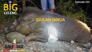 Siulan Janda Wild Boar Hunt Ep322 [upl. by Idham]