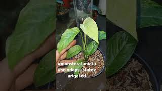 jenis monstera laniata yang memiliki varigata mint dan jenis scindapsus tato varigata [upl. by Pricilla]