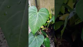 Plants onlineplants for sale anthurium plants malayalam shorts [upl. by Wendall844]