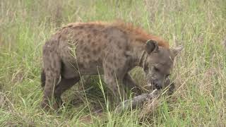 Sound of the African Bushveld  Hyenas  AFRICAN WILDLIFE [upl. by Mullen477]