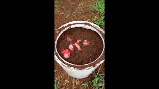 How To Easily Germinate Tomato From Seed DIYhomegardeningcontainerfarming [upl. by Alla]